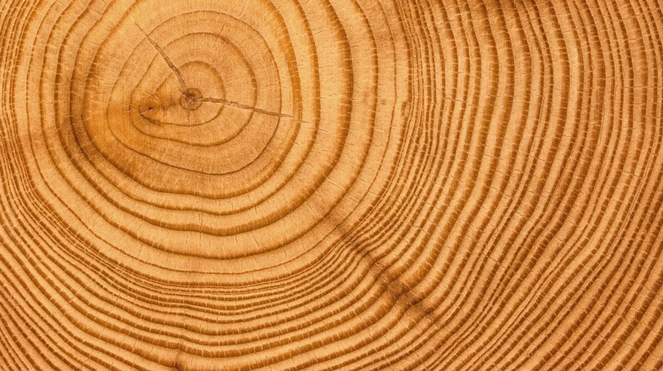что такое влажность древесины